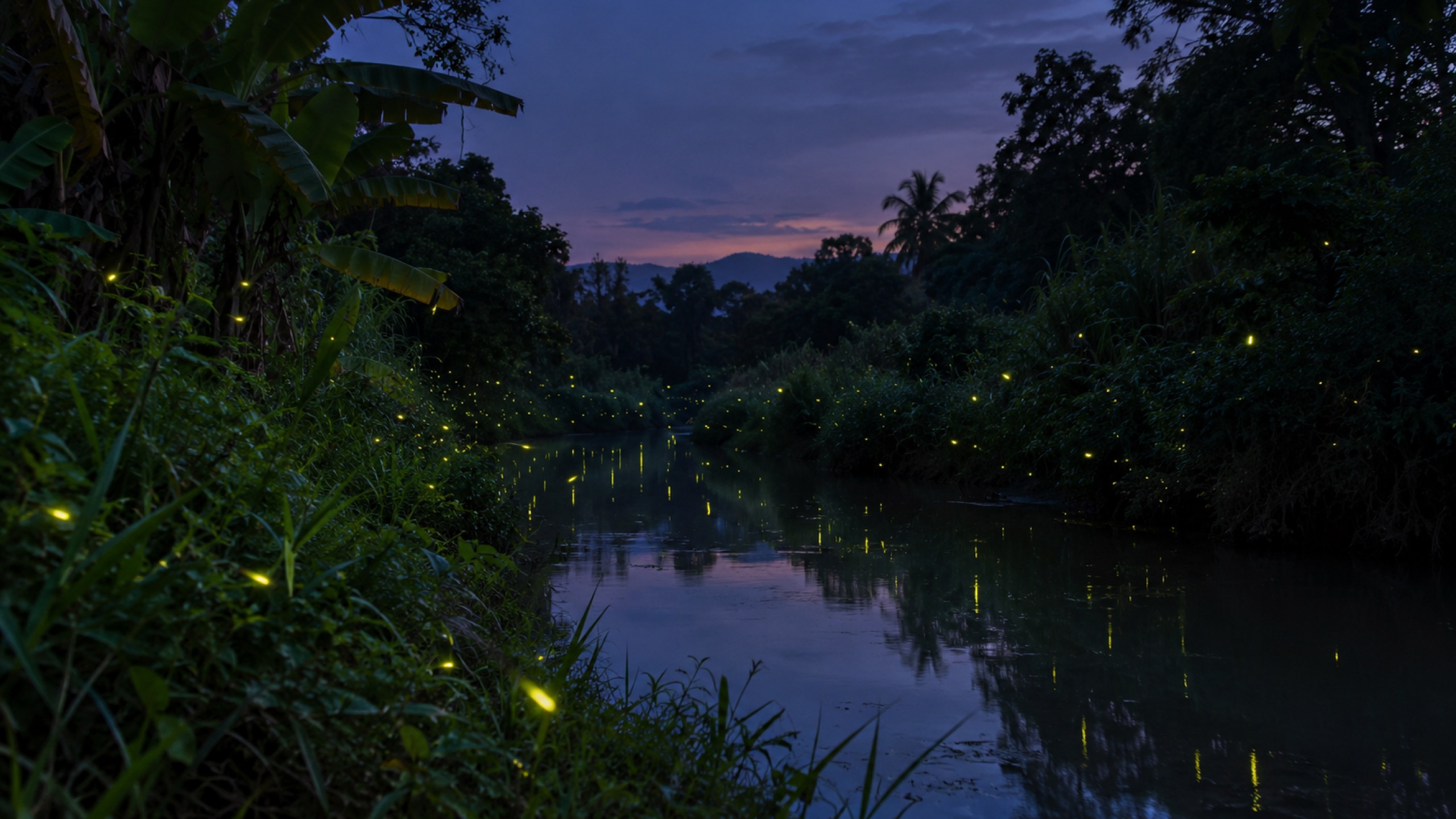 Synchronous fireflies glowing above a quiet riverside in Udon Thani at blue hour