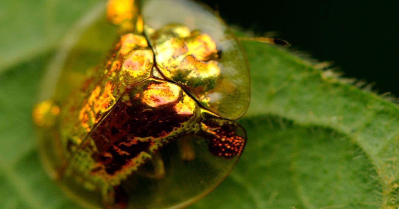 Amazing golden tortoise beetle seen at Nakara Villas and Glamping