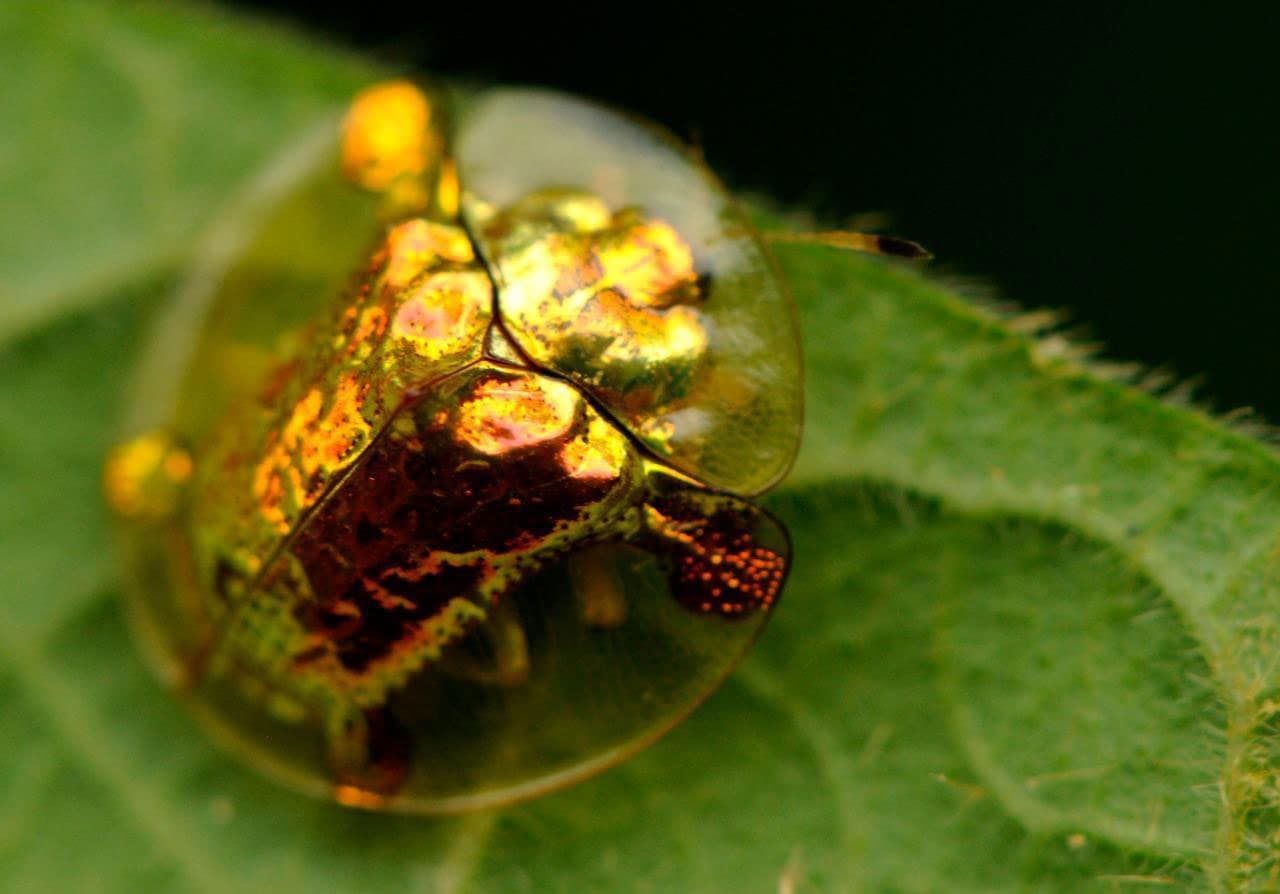 Golden Tortoise Beetles