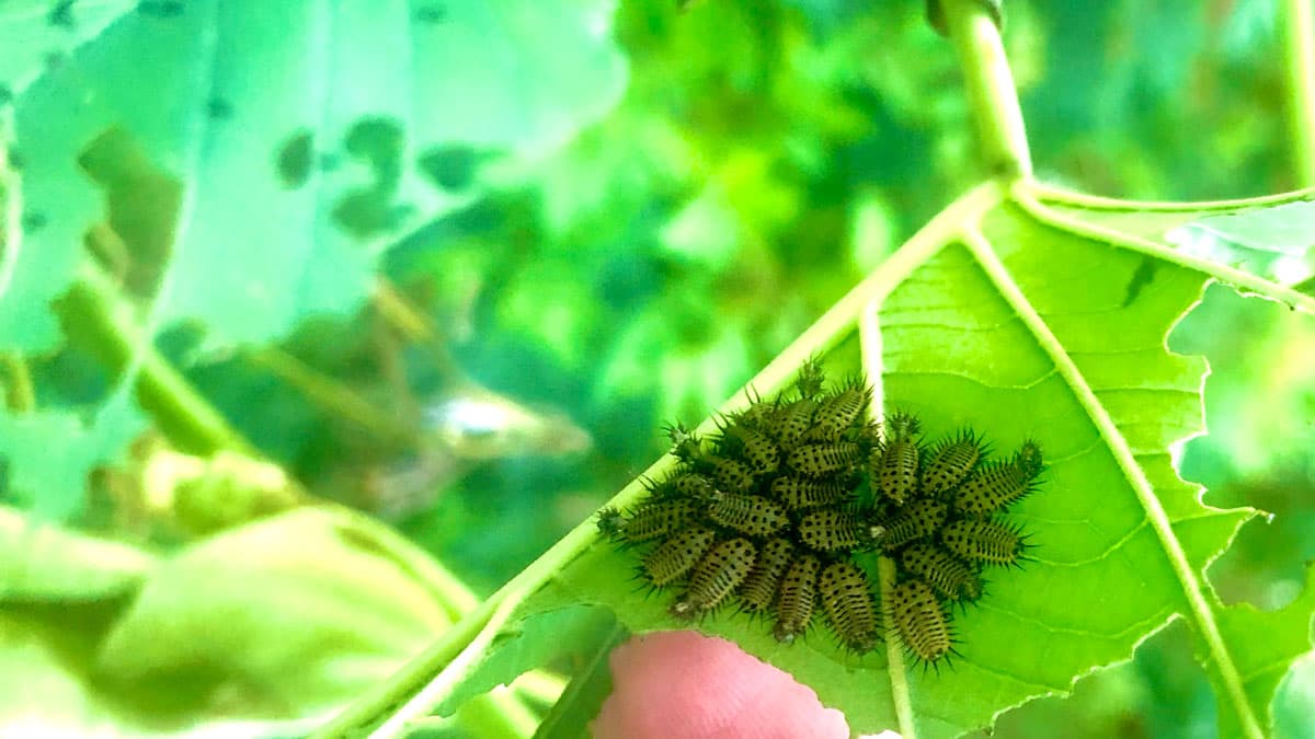 Golden tortoise beetle larva