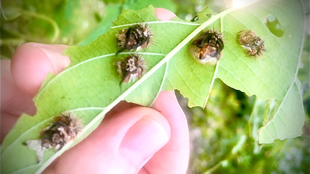 Late stage larva golden tortoise beetles