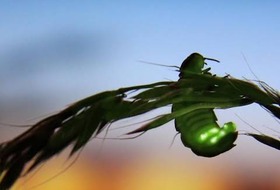 Fireflies and golden tortoise beetles