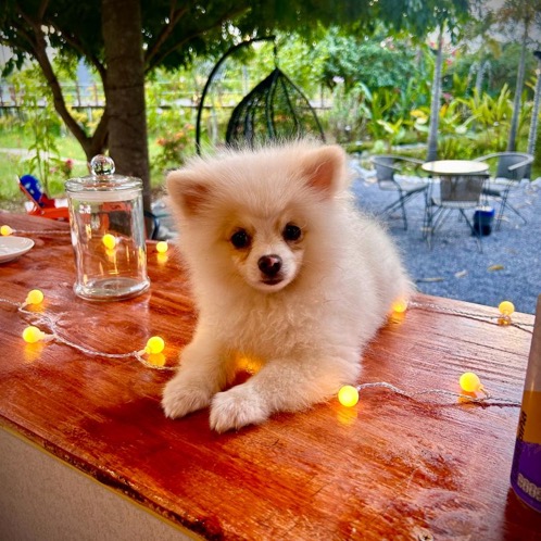 Pet friendly stays at Nakara Villas