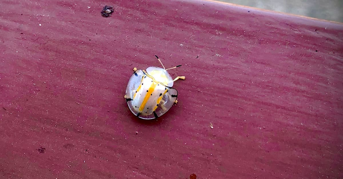 Spotted Tortoise Beetle seen at Nakara Villas and Glamping