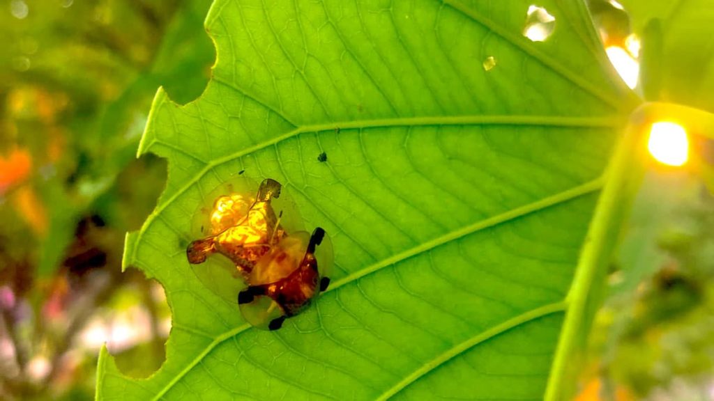 Amorous golden tortosie beetles seen at Nakara Villas and Glamping