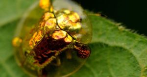 amazing golden tortoise beetle seen at Nakara Villas and Glamping (2)
