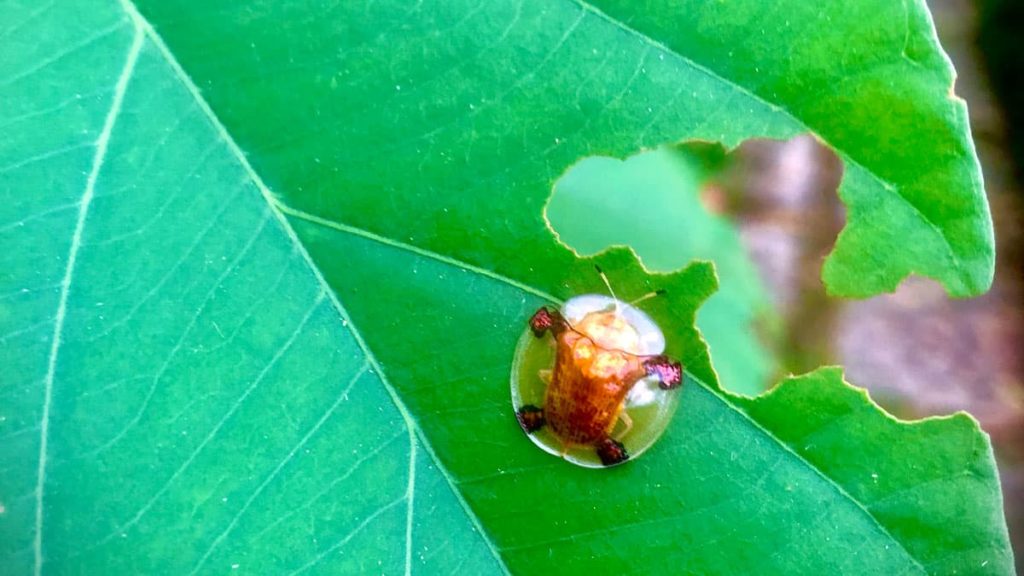 Hungry golden tortosie beetles seen at Nakara Villas and Glamping