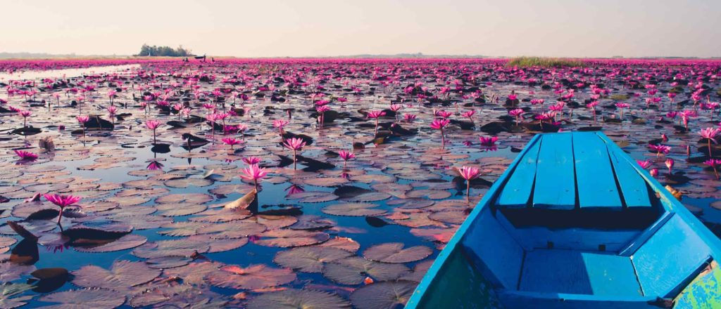 Discover Udon Thani: The Red Lotus Lake Thailand