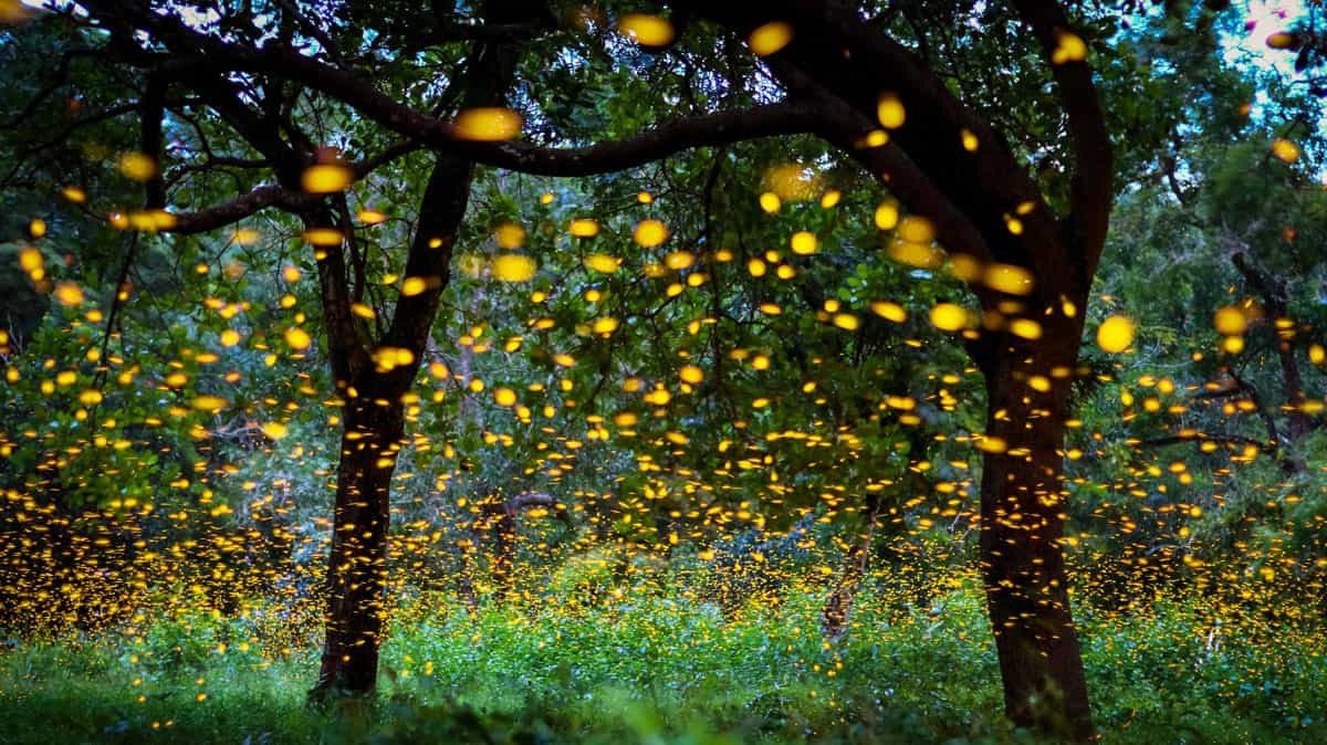 Fireflies Flying in Forest Bush at Night Udon Thani Province Thailand Long Exposure Photo
