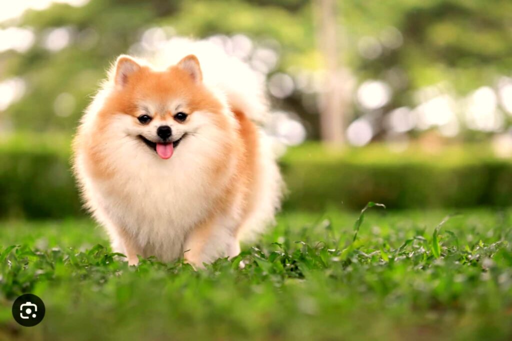 Pomeranian at the Pet Friendly Resort of Nakara Villas and Glamping